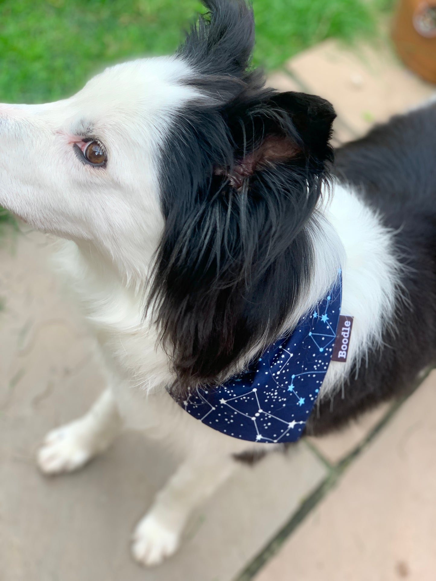 Cosmo - Cosmic Dog Bandana
