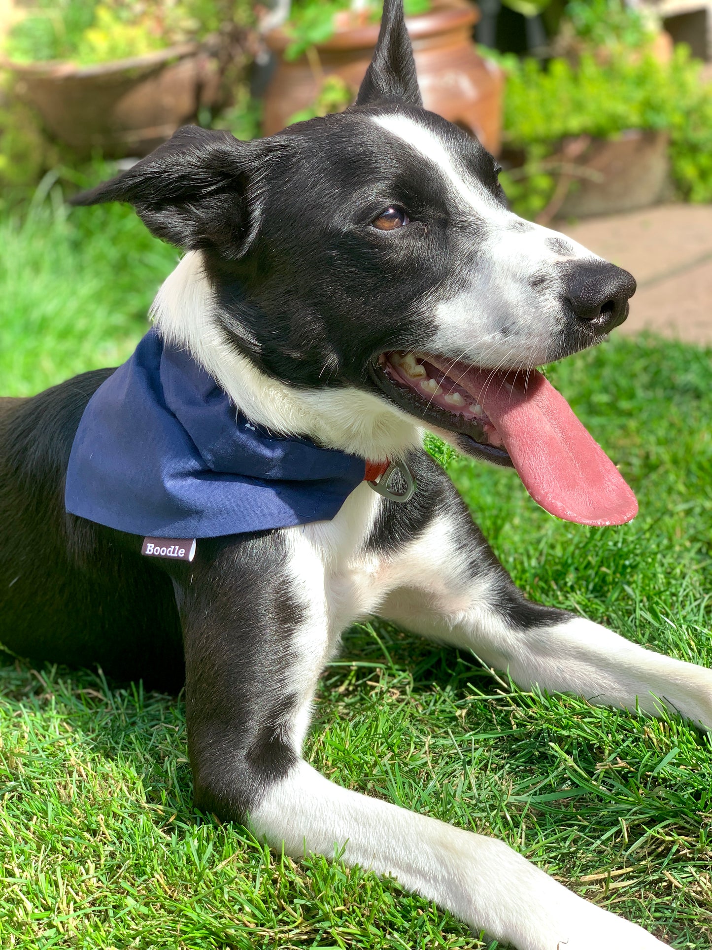 Cosmo - Cosmic Dog Bandana